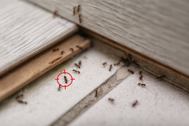 Best Wildlife Control Services  in Mount Carmel, IL
