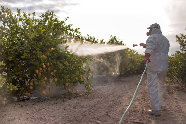 Best Termite Control Services  in Mount Carmel, IL