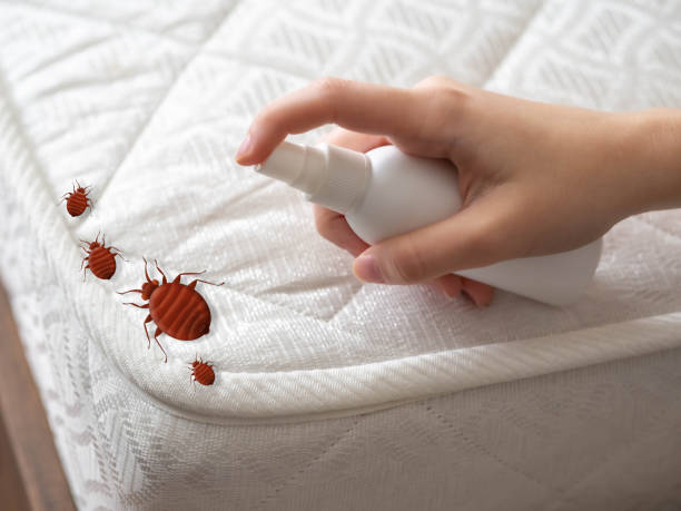 Reliable Mount Carmel, IL Pest Control Solutions