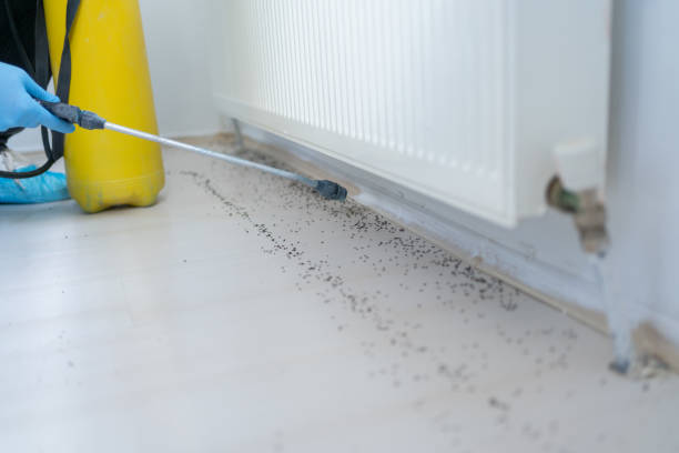 Best Termite Control Services  in Mount Carmel, IL