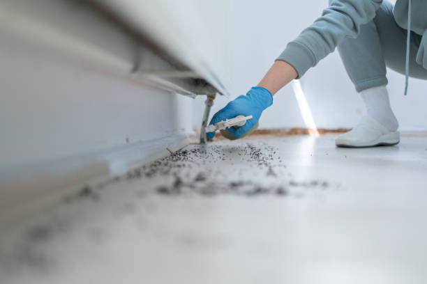 Best Rat Extermination Near Me  in Mount Carmel, IL